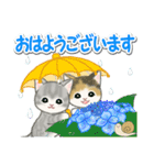 梅雨～夏 もこもこ猫ちゃんズ（個別スタンプ：1）