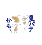 夏に使うゆかいな猫たちのスタンプ（個別スタンプ：24）