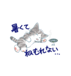 夏に使うゆかいな猫たちのスタンプ（個別スタンプ：26）