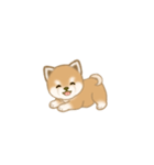 写真に貼れる よちよち豆柴【言葉なし】（個別スタンプ：1）