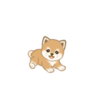 写真に貼れる よちよち豆柴【言葉なし】（個別スタンプ：2）