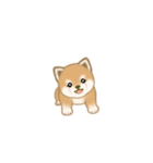 写真に貼れる よちよち豆柴【言葉なし】（個別スタンプ：4）