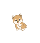 写真に貼れる よちよち豆柴【言葉なし】（個別スタンプ：17）