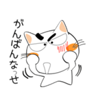 九州のことば★しろネコ（個別スタンプ：17）