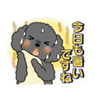 ふわふわトイプーさん達のスタンプ♡夏編（個別スタンプ：17）