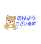 よちよち豆柴 省スペース♪可愛い毎日（個別スタンプ：1）