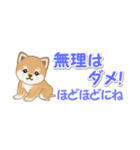 よちよち豆柴 省スペース♪可愛い毎日（個別スタンプ：16）
