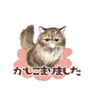 毎日使える3匹の猫たちのスタンプ（個別スタンプ：4）