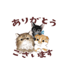 毎日使える3匹の猫たちのスタンプ（個別スタンプ：5）
