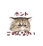 毎日使える3匹の猫たちのスタンプ（個別スタンプ：14）