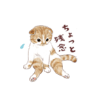 毎日使える3匹の猫たちのスタンプ（個別スタンプ：15）