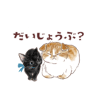 毎日使える3匹の猫たちのスタンプ（個別スタンプ：25）