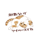 毎日使える3匹の猫たちのスタンプ（個別スタンプ：26）