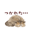 毎日使える3匹の猫たちのスタンプ（個別スタンプ：27）