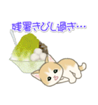 夏～秋 もこもこ猫ちゃんズ（個別スタンプ：6）