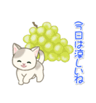 夏～秋 もこもこ猫ちゃんズ（個別スタンプ：11）
