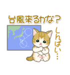 夏～秋 もこもこ猫ちゃんズ（個別スタンプ：21）