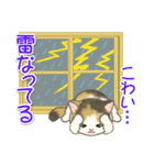 夏～秋 もこもこ猫ちゃんズ（個別スタンプ：23）