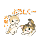 夏～秋 もこもこ猫ちゃんズ（個別スタンプ：35）