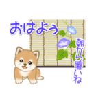 夏～秋 よちよち豆柴（個別スタンプ：1）