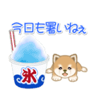 夏～秋 よちよち豆柴（個別スタンプ：3）