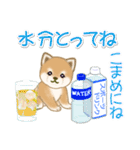 夏～秋 よちよち豆柴（個別スタンプ：8）
