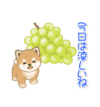夏～秋 よちよち豆柴（個別スタンプ：11）