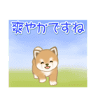 夏～秋 よちよち豆柴（個別スタンプ：13）