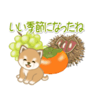 夏～秋 よちよち豆柴（個別スタンプ：14）