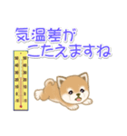 夏～秋 よちよち豆柴（個別スタンプ：17）