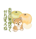 夏～秋 よちよち豆柴（個別スタンプ：19）