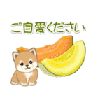 夏～秋 よちよち豆柴（個別スタンプ：20）