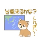 夏～秋 よちよち豆柴（個別スタンプ：21）