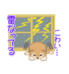 夏～秋 よちよち豆柴（個別スタンプ：23）