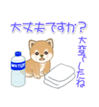 夏～秋 よちよち豆柴（個別スタンプ：27）