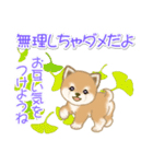 夏～秋 よちよち豆柴（個別スタンプ：32）