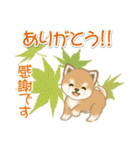 夏～秋 よちよち豆柴（個別スタンプ：34）