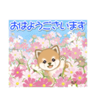 夏～秋 よちよち豆柴（個別スタンプ：37）
