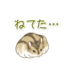 毎日ハムちゃんズ（個別スタンプ：39）