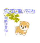 赤ちゃん豆柴の秋（個別スタンプ：5）