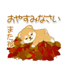 赤ちゃん豆柴の秋（個別スタンプ：11）
