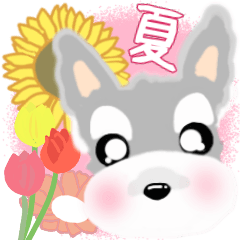 [LINEスタンプ] ふんわり癒されシュナウザー(夏)