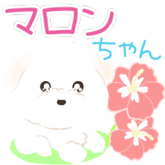 [LINEスタンプ] マルチーズマロンちゃん