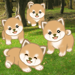 [LINEスタンプ] 写真に貼れる よちよち豆柴【言葉なし】