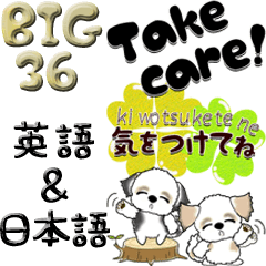 [LINEスタンプ] 【Big】シーズー犬36『英語＆日本語』の画像（メイン）