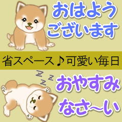 [LINEスタンプ] よちよち豆柴 省スペース♪可愛い毎日
